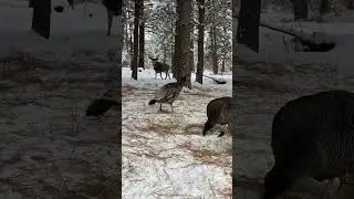 turkeys and deer feeding , wild pets are hungry!!!