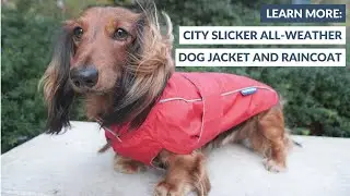 Learn More: DJANGO City Slicker All-Weather Dog Jacket and Raincoat