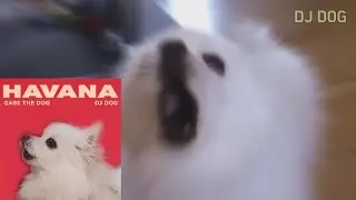 하바나 강아지 리믹스 Camila Cabello - Havana (Gabe the Dog Remix)