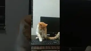 cat play with keyboard 🎓 #smile #love #happy #catlovers #cat #subscribe #viralvideo #islamicvideo