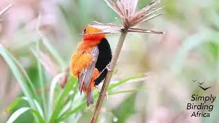 Southern Red Bishop Displaying | Sizzling Song & Striking Plumage