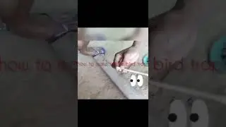 Bird Trap ( simpleng bird Trap) #birdtrap