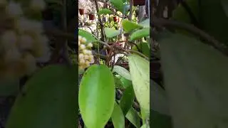 Hoya incrassata