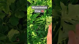Watermelon Vine 🍉 | Week 7 | Garden | #garden #plants