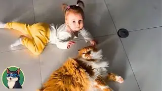 Cat With Crookshanks Energy Brings Magic to His Human&rsquo;s Life! | Tail Tugs