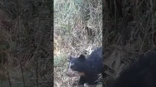 Spectacled Bear Cubs caught on camera! 🐻