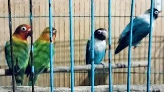 Colourfull love birds nature #lovebirds #wonderbird nature