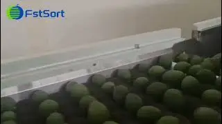 Avocado washing drying and grading line; Avocado grader, avocado sorting machine in Ethiopia