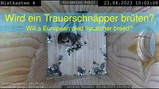 23.04.2023: Wird ein Trauerschnäpper brüten? - Will a European pied flycatcher breed? (NK4)