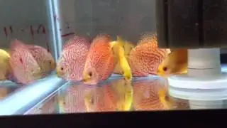 Siam Gold & Red Tiger imported Discus @ Beejay's Bettas