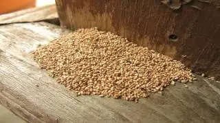 626-344-2464| Drywood Termite Treatment Pasadena