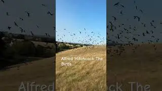 Rooks and jackdaws a plenty. #rook #jackdoor #farmlife #birds #farming #alfredhitchcock