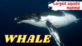 Whale // Blue whale // The world's largest whale // Why are whales becoming extinct ?