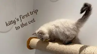 siberian/neva masquerade kitten's first vet appointment