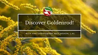 Goldenrod v. Goldenseal!