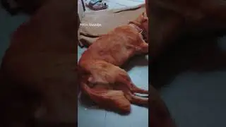 garmi mein mene golu ko Shop ander he sone diya #dog #godogsful1 #newvideo
