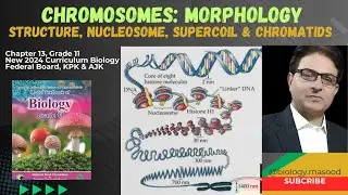 Chromosomes: Morphology & Structure | Nucleosome | Grade 11 Biology | Federal Board Pakistan 2024