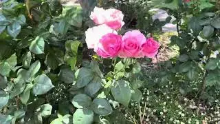 Beautiful flowers #Canberra #Love it #for everyone #Forrest