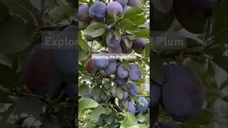 Exploring the Prune Plum.#freshlypicked #deliciousfood #satisfying #garden #fruitsname #satisfying