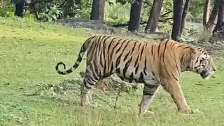 How to Book Kanha Jungle Safari Online | Kanha National Park Safari Ticket Booking and Stay #tiger