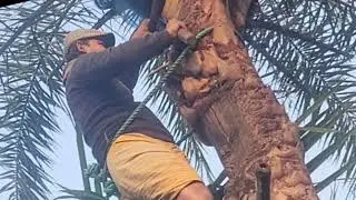 খেজুর গাছে রস গাছ থেকে কিভাবে বের করতে হয় দেখে নিন 