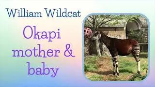 London Zoo Okapi mother & baby