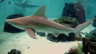Экскурсия по морской лаборатории и аквариуму Mote
