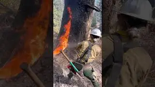 A hot one from this past summer 🔥 #timberfaller #timberfalling #wildfire #stihl #femalefaller
