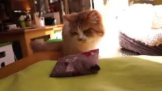 Testing Cat Toys on our Cats!!!!
