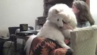 Pearl the Samoyed is a Lap Dog