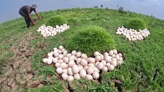 WOW wow - A smart farmer pick a lot of duck eggs in rice field pick by lucky hand
