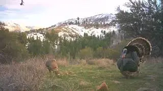 Merriam's Turkey
