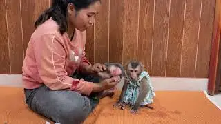 Mommy Teaching Newborn Baby Monkey To Know Sis Linda First Time