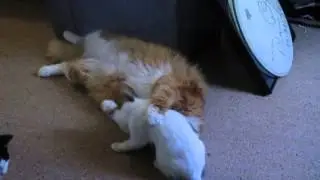 Buddy with his arm around Sasha.. Older cat showing love....