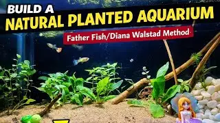 Natural Planted Aquarium Setup | Father Fish & Diana Walstad Method
