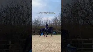 can you guess what? 🫡 (second trot in our navicular rehab) #equestrian #bitless #rehab #navicular