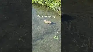 #duck #birds #migratorybird #explore #discover