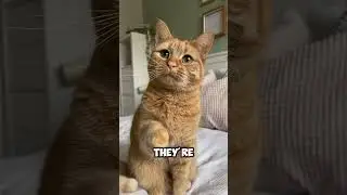 Five Warning Signs That Your Cat Is in Pain!
