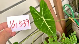【園藝539】1月21日(三)絨葉觀音蓮的葉子某個角度會有反光很像絨布感覺！