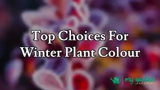 Top Choices for Winter Plant Colour