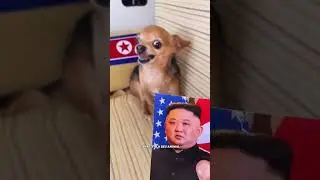 ANIMAIS ENGRA&Ccedil;ADOS  MEU CACHORRO COME TUDO CHECK #shorts #viral #humor