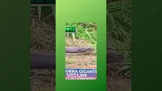 cobra anaconda #medo #series #cobra #serpente #animal #gigante