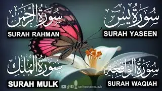 Surah Yasin ❤️ (Makki), Rahman, Waqiah & Mulk | Ep 284 | Daily Quran Recitation & Blessings