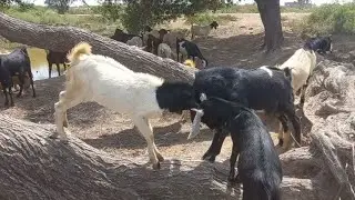 Livestock rearing in natural environment | Natural farming @pakamazingplus