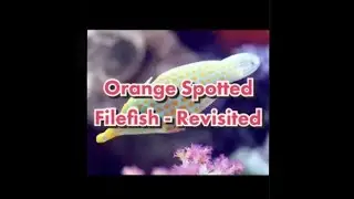 Orange Spotted Filefish revisited
