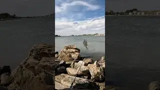Catch Fish in Adelaide South Australia #fishingvideo #fishingvlog #fishingadventures #fishingtrips