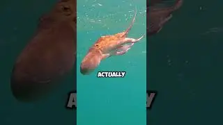 Did You Know This Animal Has Three Hearts ❤️ || #animalfacts #seafacts @Fact_Vortex_1