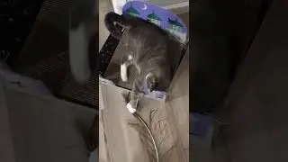 speedy cat attacks #feathers #cat  #playing