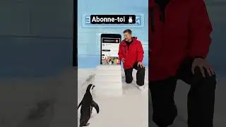 J&rsquo;apprends &agrave; un manchot &agrave; s&rsquo;abonner 🐧😂 (incroyable)