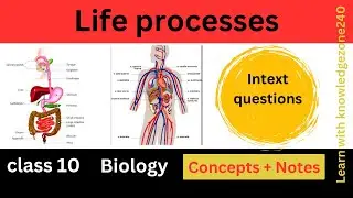 Class 10 Science | Life Processes | Intext Question Explained Step-by-Step